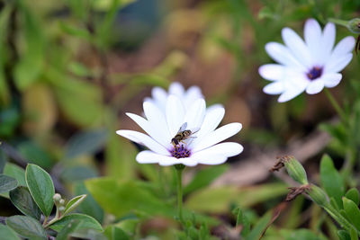 Close-up of purple flowering plant