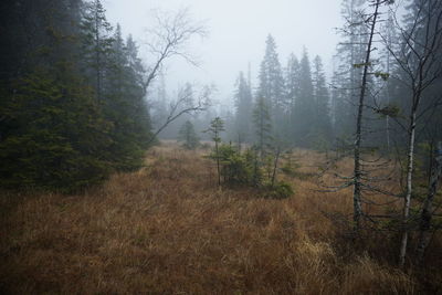 Trees in forest