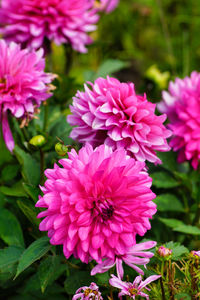 Close-up of pink dahlia flowers in park