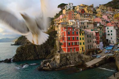 Seagull flying over sea against buildings