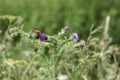 Close-up of bee pollinating on purple flower