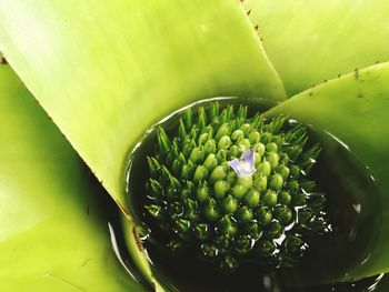 High angle view of bromeliod flower