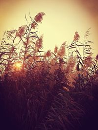 Close-up of plants growing on field against sky during sunset