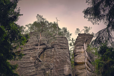 Low angle view of plants growing on rock against sky