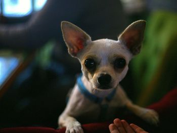 Portrait of dog at home