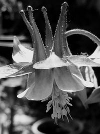 Close-up of fresh flowers in water