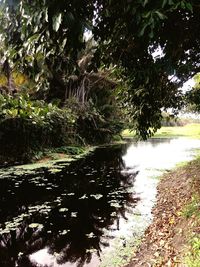 Scenic view of lake in forest