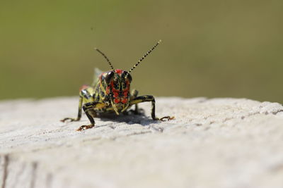 Close-up of multi colored locust