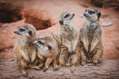 Meerkats standing on the wooden log