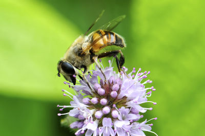 Close-up of bee pollinating on purple flower