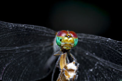 Macro photo of the colorful face of the dragonfly