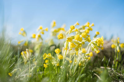 Light yellow cowslip flowers growing on a meadow during spring.