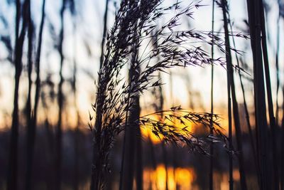 Close-up of plants against sunset
