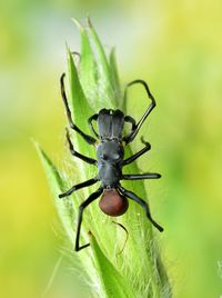 Close-up of insect on plant