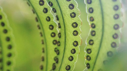 Close-up of leaves