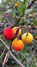 Close-up of strawberries on tree