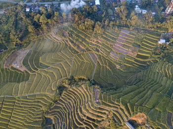 Full frame shot of rice paddy