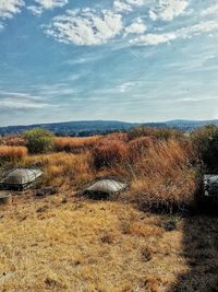 Scenic view of field against sky