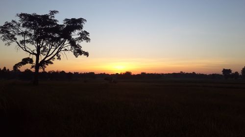 Silhouette trees on field against sky during sunset