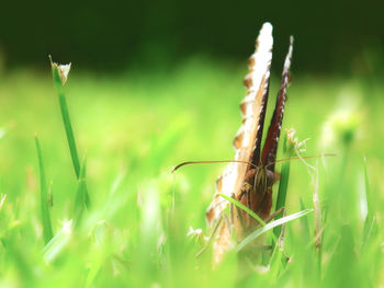 Close-up of insect on plant