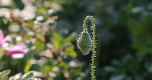 Close-up of flowering plant