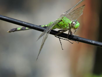 Close-up of dragonfly on twig