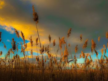 Low angle view of tall grass on field against sky