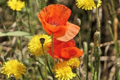 Close-up of yellow flowers blooming outdoors