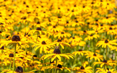 Close-up of honey bee pollinating on yellow flower