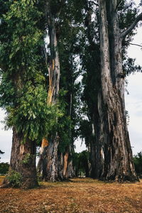 Trees on landscape against sky