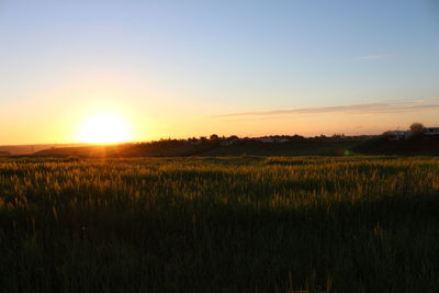 Scenic view of field against clear sky during sunset