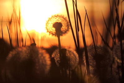 Close-up of dandelion