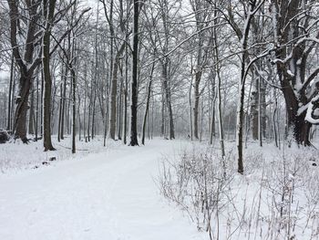 Bare trees on snow covered field