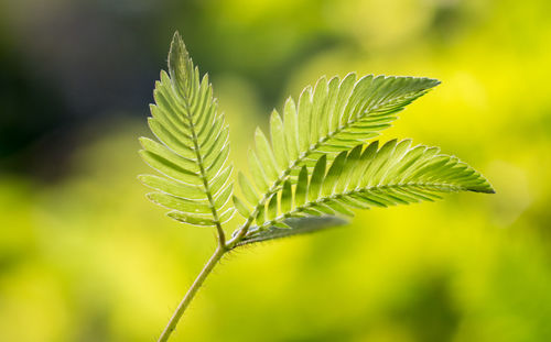 Close-up of plant leaves