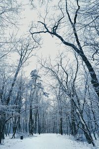 Snow covered landscape