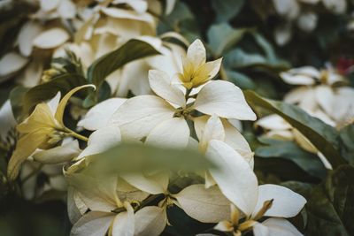 Close-up of white flowering plant