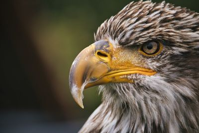 Close-up of a bird looking away