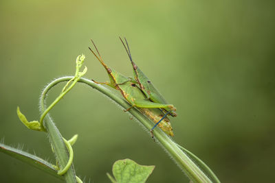 Close-up of insect on plant