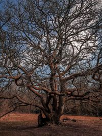 Bare tree on field against sky