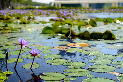 View of lotus water lily blooming in pond