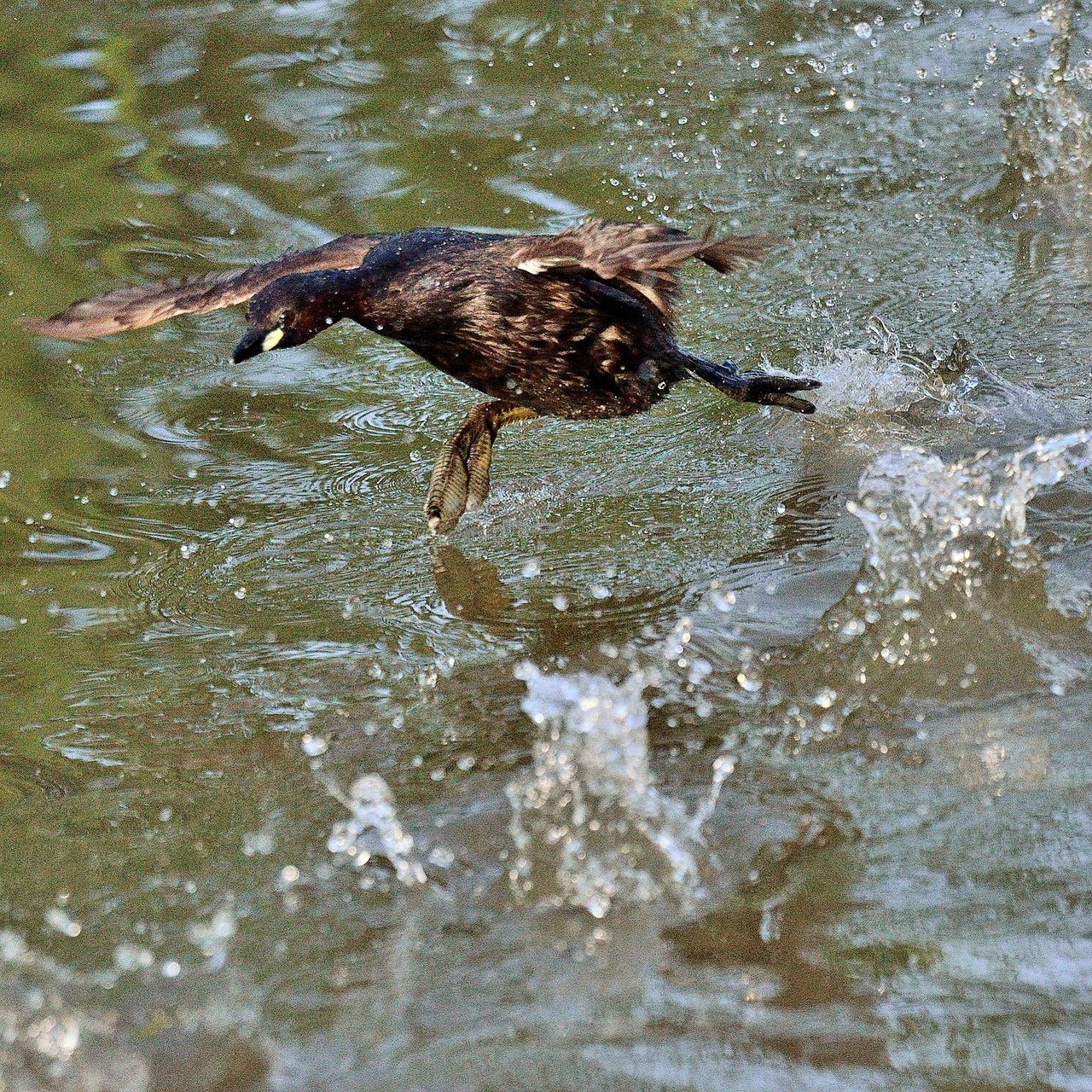 VIEW OF DOG IN WATER