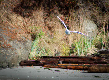 Bird flying over a water