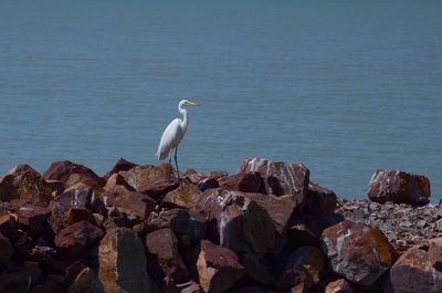 Bird perching on beach against sky