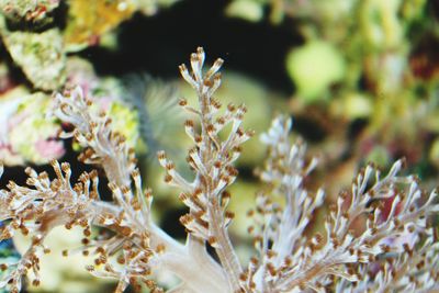 Close-up of plant against white background