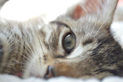 Close-up portrait of cat