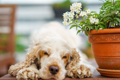 Close-up of dog relaxing by potted plant