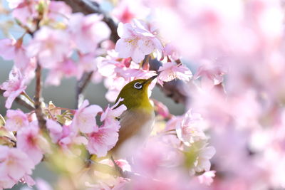 Pink cherry blossoms in spring