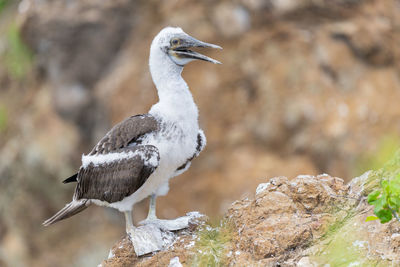 Close-up of bird perching on rock