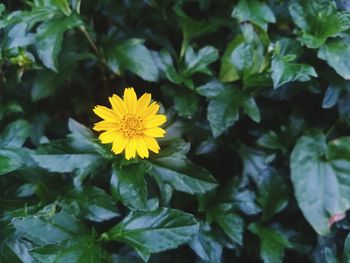 Close-up of yellow flowering plant