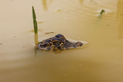 Close-up of frog in water